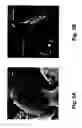 Fig. 05 - Nanospearing for molecular transportation into cells