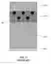 Fig. 12 - Semiconductor device and manufacturing method thereof