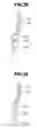 Fig. 24 - Endoscope insertion assisting device, endoscope apparatus, medical treatment device and endoscope insertion method