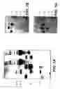 Fig. 02 - Immunoglobulins devoid of light chains