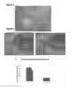 Fig. 04 - Cardiac conduction system cells and uses thereof