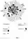 Fig. 02 - Methods and compositions for imaging