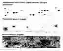 Fig. 01 - Method for Selecting Epitopes for Immunotherapy