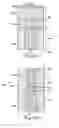 Fig. 14 - Integrated circuit including sidewall spacer