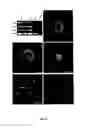 Fig. 07 - Methods of Making and Using Skin-Derived Stem Cells