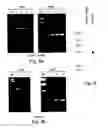 Fig. 07 - Transgenic , method for producing same and use thereof