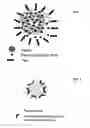 Fig. 02 - Particles for Inactivating Toxins