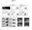 Fig. 06 - STEM CELLS DERIVED FROM UNIPARENTAL EMBRYOS AND METHODS OF USE THEREOF