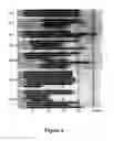 Fig. 07 - STEM CELLS DERIVED FROM UNIPARENTAL EMBRYOS AND METHODS OF USE THEREOF