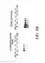 Fig. 09 - LABELING AND DETECTION OF POST TRANSLATIONALLY MODIFIED PROTEINS