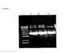 Fig. 02 - Strains of for plasmid DNA production