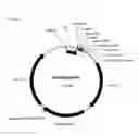 Fig. 03 - Strains of for plasmid DNA production