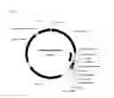 Fig. 06 - Strains of for plasmid DNA production