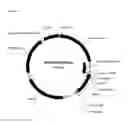 Fig. 07 - Strains of for plasmid DNA production