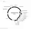 Fig. 08 - Strains of for plasmid DNA production