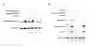 Fig. 01 - Compositions and Methods for Sirna Inhibition of Primate Polyomavirus Genes