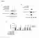 Fig. 04 - Compositions and Methods for Sirna Inhibition of Primate Polyomavirus Genes