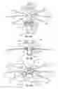 Fig. 16 - Connecting system for tensile elements such as spokes