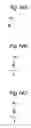 Fig. 26 - Polymer actuator having active member layer that expands or contracts upon application of electric field