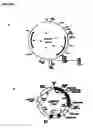 Fig. 02 - Dna-Carrier Conjugate