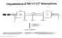 Fig. 01 - Rescue of mumps virus from CDNA