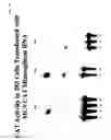 Fig. 04 - Rescue of mumps virus from CDNA
