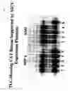 Fig. 05 - Rescue of mumps virus from CDNA