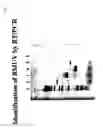 Fig. 08 - Rescue of mumps virus from CDNA
