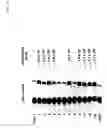 Fig. 16 - Rescue of mumps virus from CDNA
