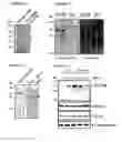 Fig. 02 - Prion-like form of CPEB and related compositions and methods