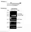 Fig. 04 - Prion-like form of CPEB and related compositions and methods