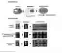 Fig. 15 - Prion-like form of CPEB and related compositions and methods