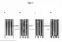 Fig. 02 - Methods and arrays for target analyte detection and determination of target analyte concentration in solution