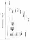 Fig. 02 - Multiplexed analysis of polymorphic loci by concurrent interrogation and enzyme-mediated detection
