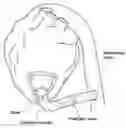 Fig. 01 - Apparatus and method for suturelessly connecting a conduit to a hollow organ