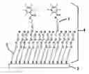 Fig. 01 - Thiol or disulfide molecules having poly(ethylene oxide) groups for use in a self assembled monolayer bound to a metal layer for covalently immobilizing biomolecules in a biosensor