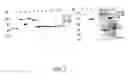 Fig. 03 - Stabilized proteins with engineered disulfide bonds