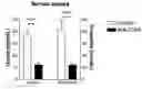 Fig. 01 - Cd44-Targeting for Reducing/Preventing Ischemia-Reperfusion-Injury