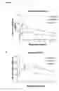 Fig. 02 - Cd44-Targeting for Reducing/Preventing Ischemia-Reperfusion-Injury
