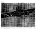 Fig. 02 - Corneal Epithelial Sheet, Method Of constructing The Same, And Transplantation Method Using The Sheet
