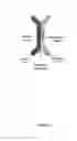 Fig. 04 - Microfabricated compositions and processes for engineering tissues containing multiple cell types