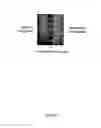 Fig. 05 - Microfabricated compositions and processes for engineering tissues containing multiple cell types