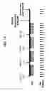 Fig. 09 - Parathyroid hormone receptor activation and stem and progenitor cell expansion