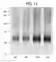 Fig. 08 - Composition and methods to treat cardiac diseases