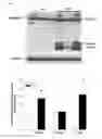 Fig. 02 - Protective role of semapimod in necrotizing enterocolitis