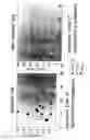 Fig. 13 - Reagent for Lacrimation Examination and Method of Lacrimation Examination