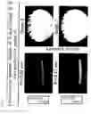 Fig. 22 - Reagent for Lacrimation Examination and Method of Lacrimation Examination