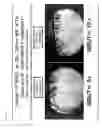 Fig. 31 - Reagent for Lacrimation Examination and Method of Lacrimation Examination
