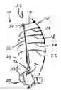 Fig. 01 - Bone fixation