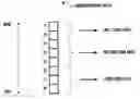 Fig. 01 - Method and apparatus for transmitting/receiving uncompressed data